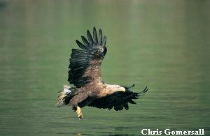 White-tailed Sea Eagle (Grey Sea Eagle or White-tailed Eagle) White-tailed Sea Eagle (Grey Sea Eagle or White-tailed Eagle)